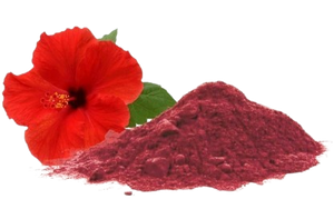 Jaswand / Hibiscus (Hibiscus Rosa-Sinensis)