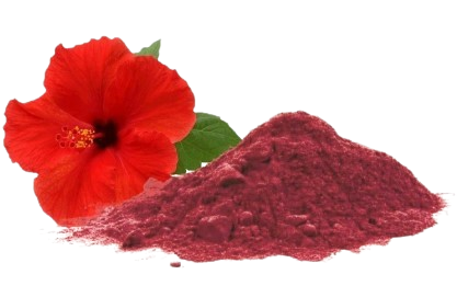 Jaswand / Hibiscus (Hibiscus Rosa-Sinensis)