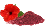 Jaswand / Hibiscus (Hibiscus Rosa-Sinensis)