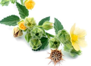 Bala, Chikna Mool, 'ilima, Flannel Weed, Country Mallow or Heart-leaf sida (Sida Cordifolia)