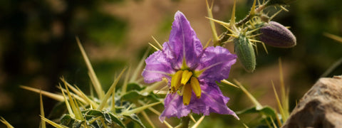 Ringni, Kantakari, Yellow Fruit Nightshade (Solanum Xanthocarpum)